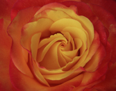 Sample flower image right